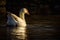 White duck leisurely paddling in a dark body of water.
