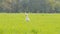 White duck on a meadow