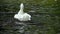 White Duck n in the Bright Lake