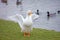 White duck with orange beak and feet having a stretch