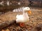 White duck orange bill on river bank