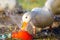 White duck playing in the water.