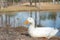 White Duck Portrait by Pond