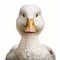 White Duck Portrait On White Background - Digitally Enhanced Close-up Drawing