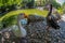 White duck is posing at the small artificial lake in the National Garden of Athens - Greece. It is a public park in the center of