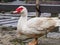 White duck with red nose standing on ground.