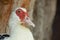 White Duck with red spots around eyes