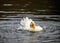 A white duck ruffling its feathers