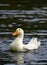 A white duck ruffling its feathers