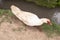 White duck in rural scene in peruvian Andes