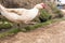 White duck in rural scene in peruvian Andes