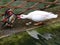 White duck showing agression towards a Carolina Wood duck