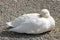 White duck sitting on gravel, nearly asleep