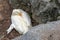 White duck sleeps between stones and hides its beak in feathers