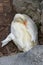 White duck sleeps between stones and hides its beak in feathers. Portrait of a  duck vertical orientation