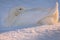 White duck in the snow. Resting American Pekin in sunlight. The Pekin or White Pekin