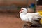 White duck standing on old wooden