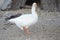 White duck standing on one leg