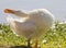 White duck stretching