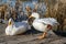 White duck stretching orange legs