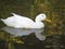 White Duck Swimming Down the River