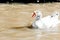 white duck swimming in pond in