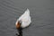 White Duck swimming on water under daylight.