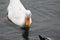 White Duck swimming on water under daylight.