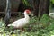 White duck walking in backyard