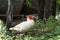 White duck walking in backyard