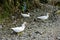 White duck walking on the gravel