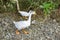 White duck walking on the ground