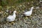 White duck walking on the ground