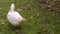 White duck walking out of shot. Hand held.