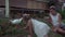 White duck walks around the flower bed and family watches her stock footage video