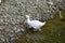 White duck walks on water on the river