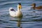 A white duck with yellow beak swimming in the lake with a brown one in the background