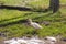 White duckling in a big puddle in a village street