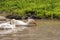 White duckling in a big puddle in a village street