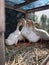 White ducks in a cage on the farm.