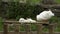 White Ducks Cleaning Themselves