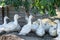 White ducks in the courtyard took shelter in the shade