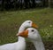 White Ducks expression at city Park Porto