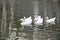 White ducks in formation