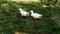 White ducks graze on green grass. One of the ducks is eating a frog