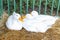 White ducks in green cage