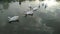 White ducks in a lake.