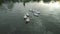 White ducks in a lake.