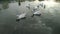 White ducks in a lake.