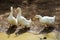 White ducks looking for food on farm